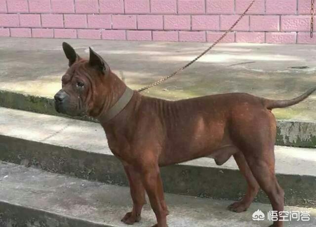 浙江板凳狗:同体型下，我国哪种狗可以打得过比特犬？为什么？