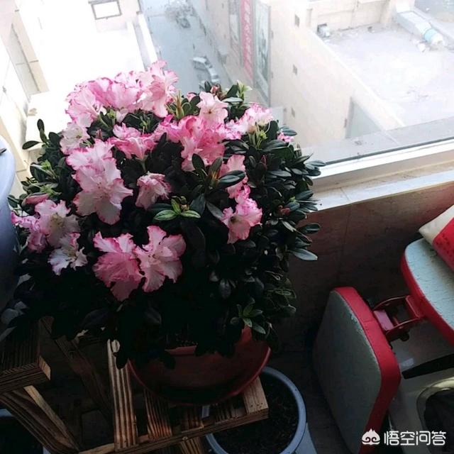 杜鹃花是否有毒适合在室内养吗:在室内放置杜鹃花，怎么样？