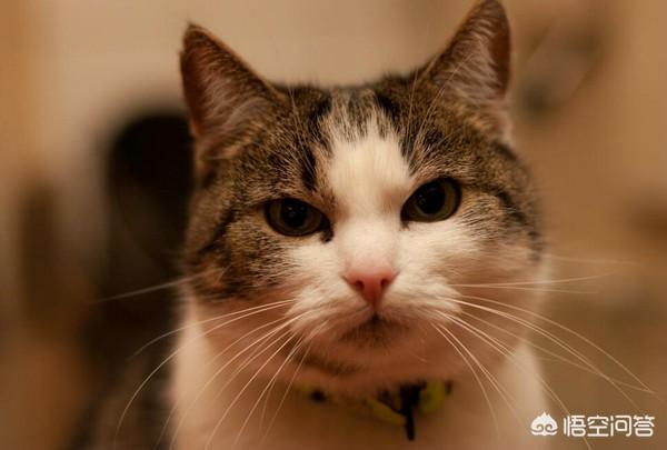 猫眼膜发炎会自然好吗:猫的眼睛发炎了，不治会怎样？会不会自己痊愈呢？