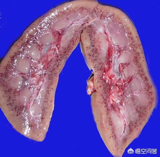 什么病能突然死亡:大猪拉绿色粪便并突然死亡是什么病？