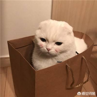 男左女右 缅甸猫:猫咪为什么喜欢用头蹭人？