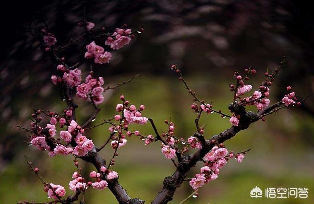 梅花象征着什么意义:梅花的种类、花语、象征意义分别是什么？