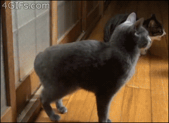 猫咪尿频尿血到处尿:猫咪尿频需要多运动吗？猫咪尿频要做什么？