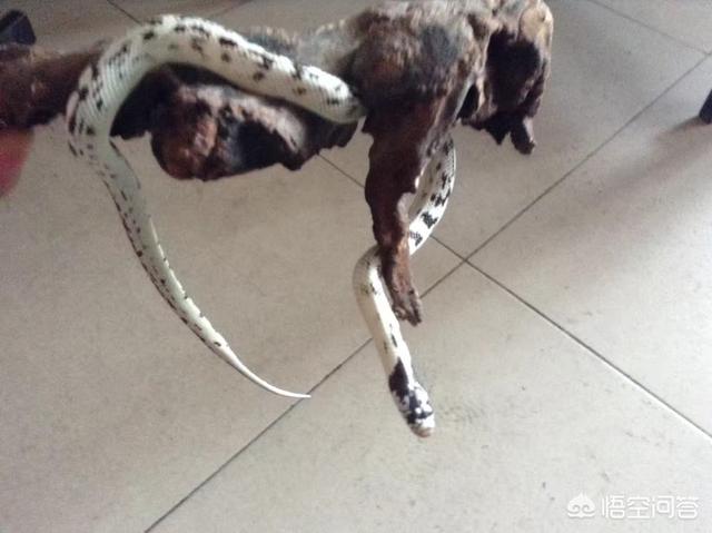 卖豹猫守宫的网站:养守宫开销大吗？要买些什么，注意些什么？