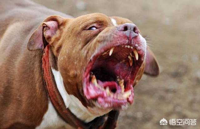 比特犬咬死藏獒的视频:如果把20只比特犬放进非洲大草原里能活一星期吗？你怎么看？