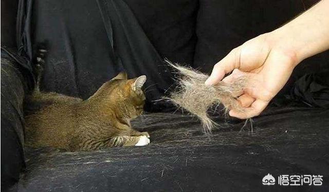森林猫价格:森林猫整天掉毛正常吗？森林猫掉毛情况能变好吗？