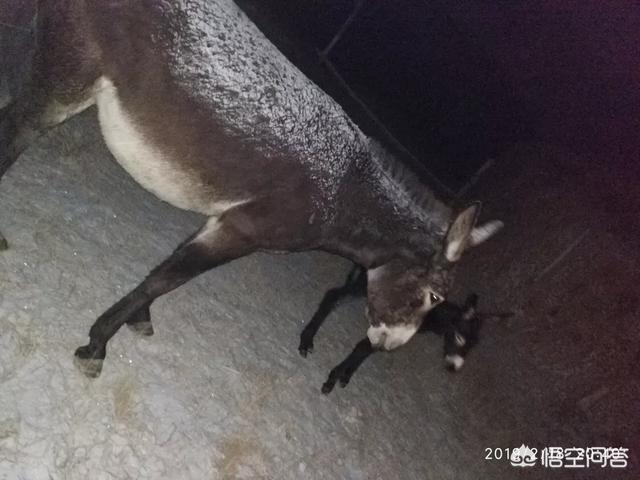 伊维菌素说明书:人用伊维菌素说明书 牛脖子上有虱子可以用伊维菌素片涂抹吗？