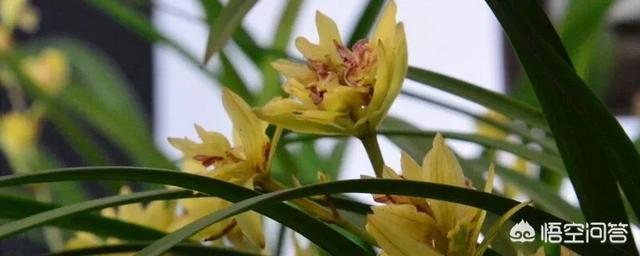 新疆月季花的栽培:新疆昼夜温差比较大，适合养什么种类的花呢？