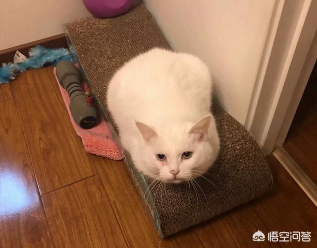 猫咪:大家真的能接受猫咪上床吗？