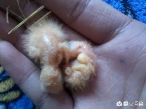 上海宠物猫领养百姓网:捡到生病的小猫没人领养，我该不该让它安乐死？