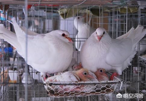 北方鸽子的养殖:在农村养殖肉食鸽子，前景如何？