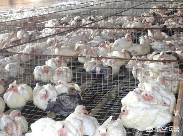 北方鸽子的养殖:在农村养殖肉食鸽子，前景如何？