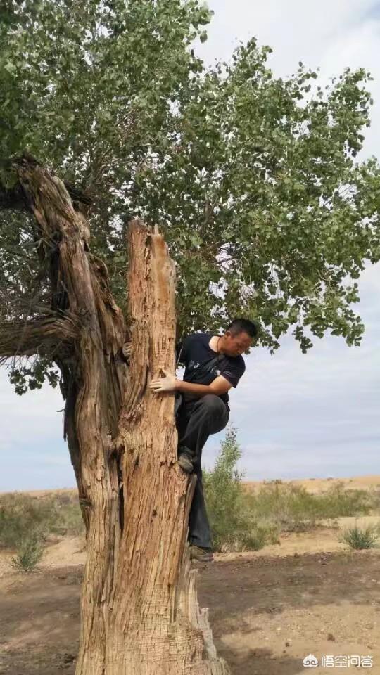 怎么判断翡翠已经戴活了,怎么看翡翠手镯种老和种嫩？