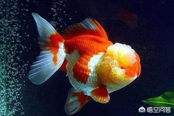 浅金色西施熊:#萌星人成长记#金鱼为什么越养颜色越浅？