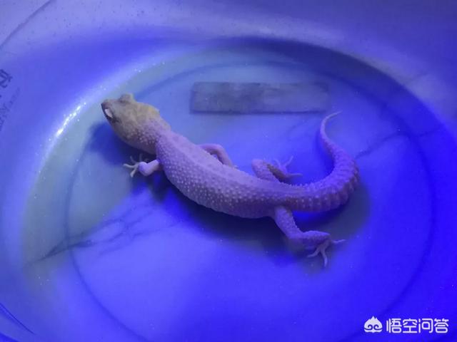 头条问答 宠物的哪些瞬间感动了你 17个回答