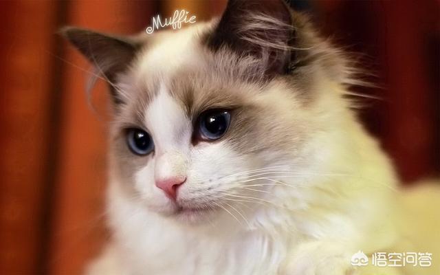 斯芬克斯猫长红疙瘩:英短蓝猫长红疙瘩怎么办？