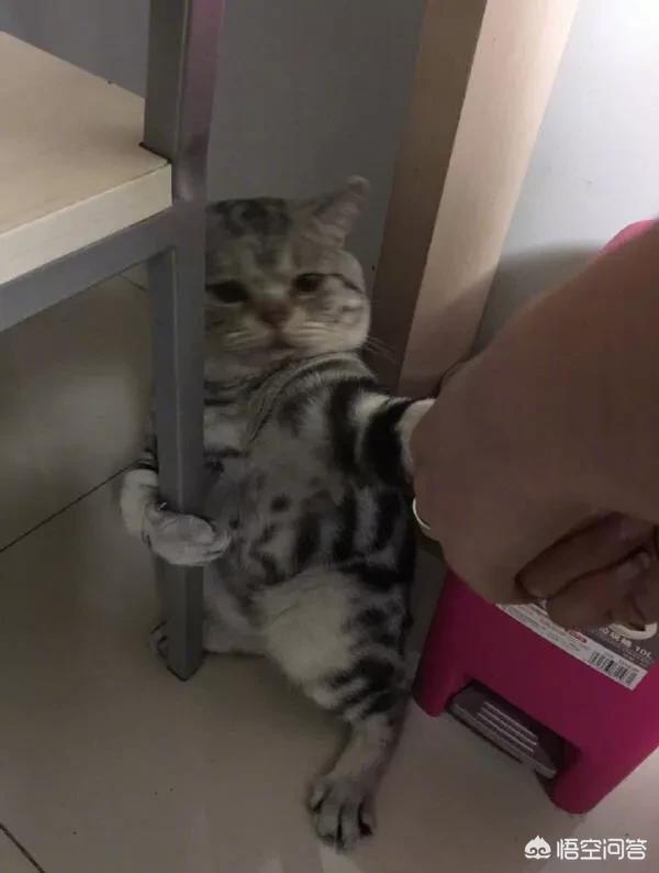 漫画养猫记:#萌星人成长记#猫应该多久洗一次澡？