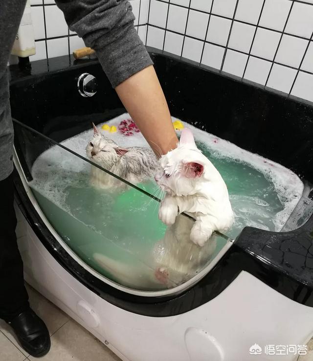 漫画养猫记:#萌星人成长记#猫应该多久洗一次澡？