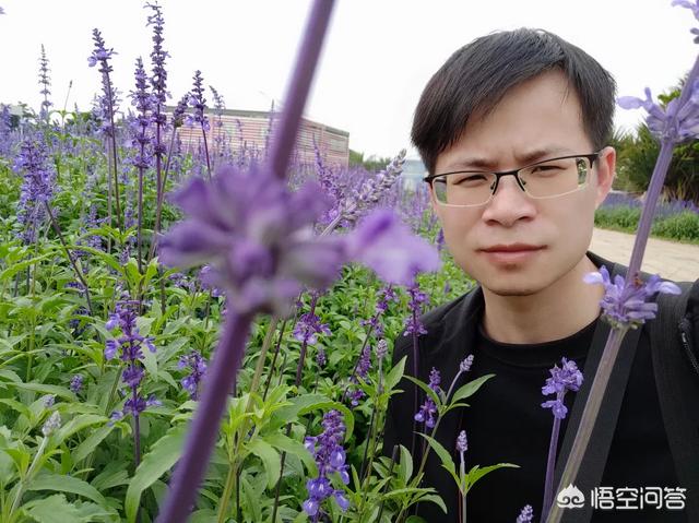 兰花鼠尾草拉丁名:春天来了，分享一下你拍的花儿名叫什么，哪个城市拍的？