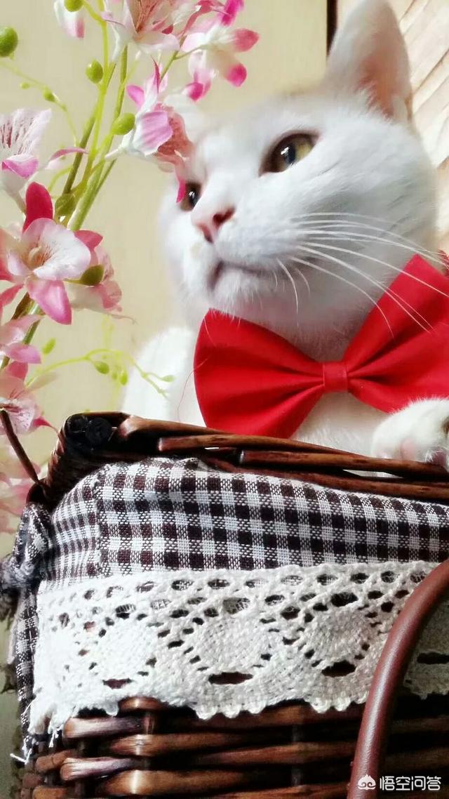 绝育黄瓜安全事情:家里有一只公猫，是不是要做绝育手术，有必要吗？