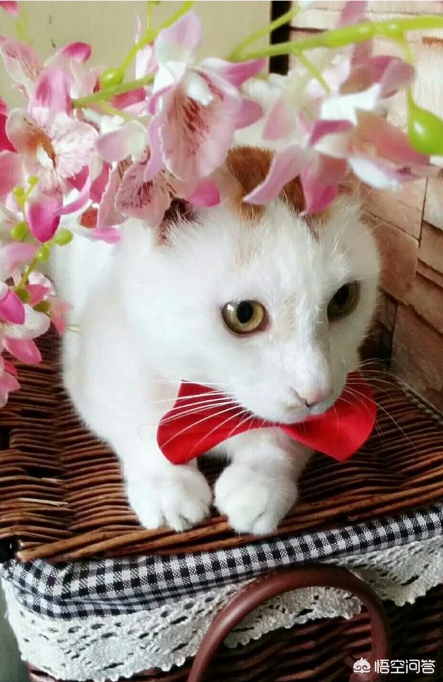 绝育黄瓜安全事情:家里有一只公猫，是不是要做绝育手术，有必要吗？