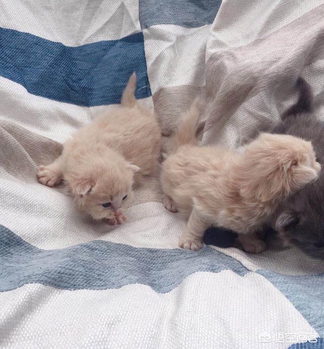 我们家猫咪快要生了，跟前跟后的一直望着我叫，给猫粮也不吃了。是什么原因？插图