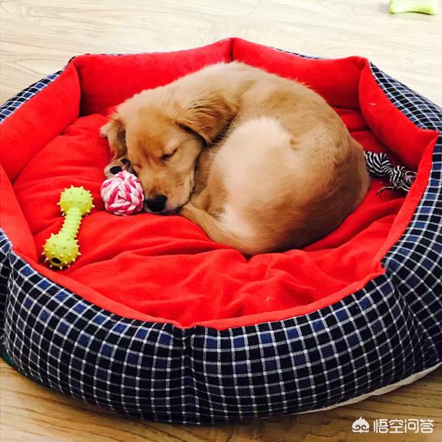 拉不拉多犬幼犬:拉布拉多犬从出生到老年期，该如何照顾？