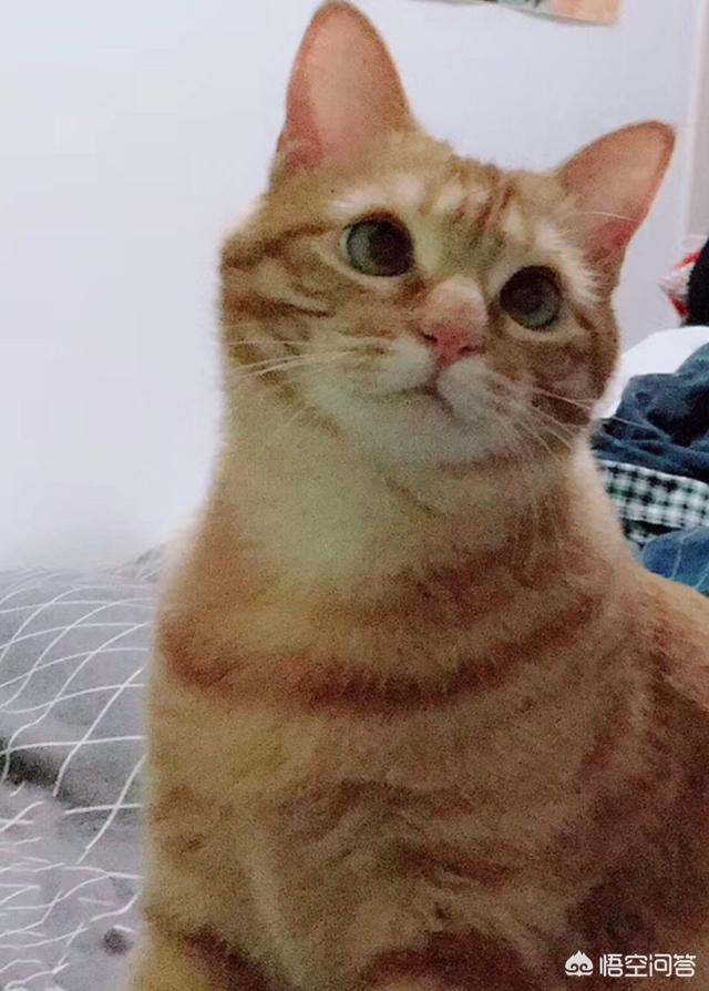 自然百科的猫为什么要吃老鼠:猫抓老鼠不是天生就会的吗？母猫不教，猫会一生不知鼠为何物吗？