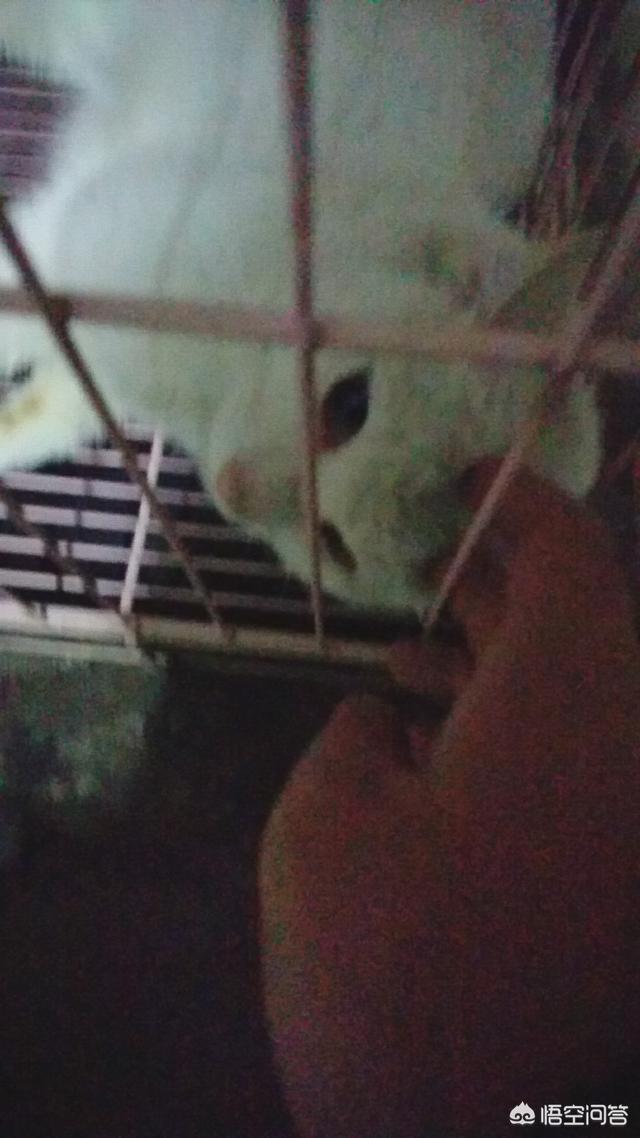 愤怒的猫咪下载:有的狗为什么总喜欢追猫？ 愤怒的猫咪下载安装