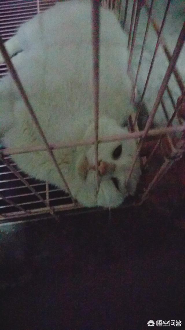 愤怒的猫咪下载:有的狗为什么总喜欢追猫？ 愤怒的猫咪下载安装