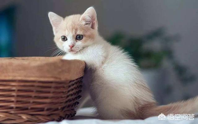 缅因猫与梨花猫的区别:这种属于缅因猫的哪一种啊？你怎么看？