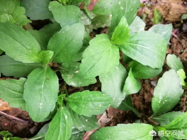 你能说出几种生长在农村田野里的山野菜？
