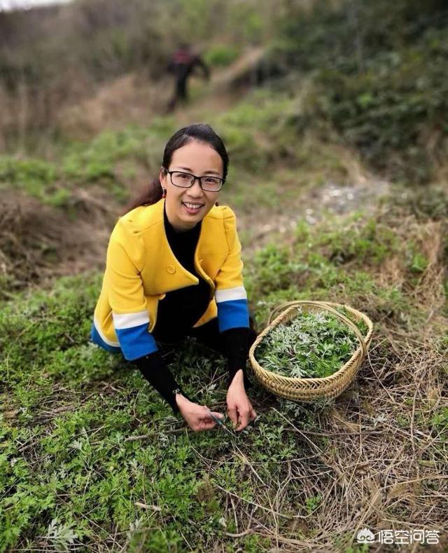 有人吃过清明菜么？好吃不？