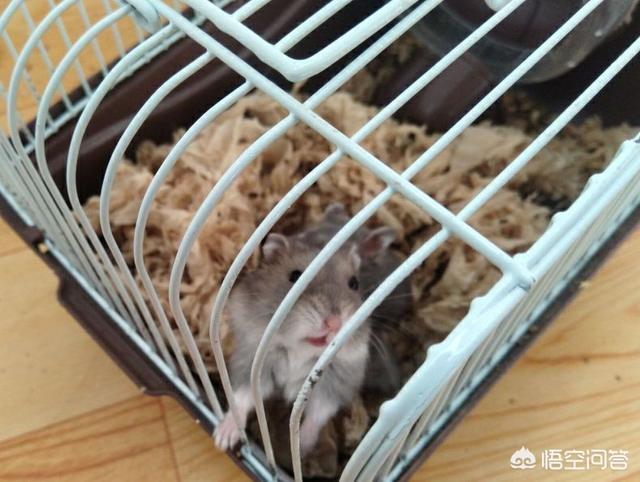 毛绒狗:狗狗不玩的毛绒玩具怎么处理？ 毛绒狗狗图片大全
