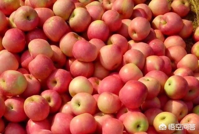 头条问答 - 富士苹果发扁是什么原因?(13个回答)