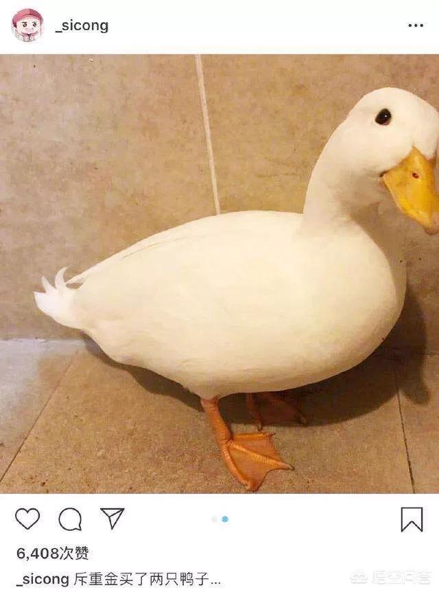 callduck宠物鸭:宠物小黄鸭和普通鸭子有什么不同？