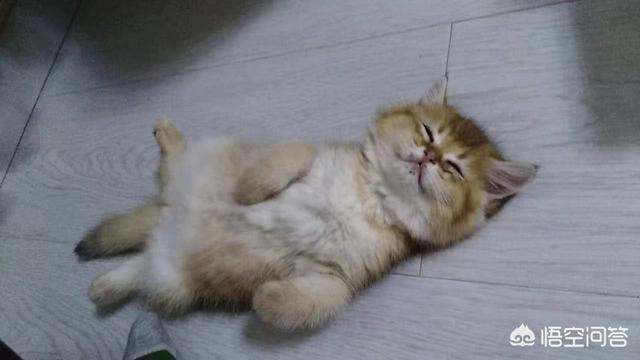 鱼松拌饭 猫饭:猫把梳下来的毛球吃了怎么办？