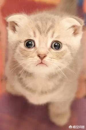 猫闻到臭脚后为什么会张开嘴:猫咪一见面，为什么会先“闻屁股”？