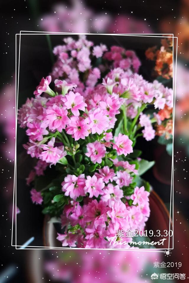 发财树怎么养才长得好:发财树、长寿花和其他植物都怎么浇水，怎么养的好？