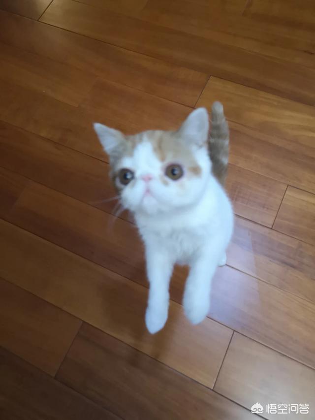 可爱的小猫咪动态:猫咪为什么喜欢看窗外呢？