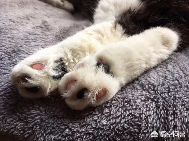 有没有可爱好看的头像或壁纸？