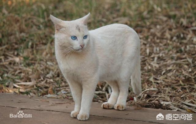 端午色猫猫:中国本土猫咪有多少种颜色？