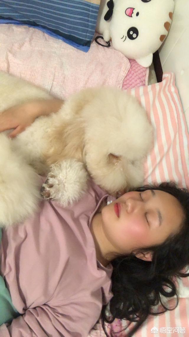 狗狗牙齿向外长要紧吗:出去旅游，家里养着狗狗，不方便带出去怎么办？ 自家狗狗牙齿划破要紧吗