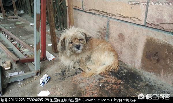 小姐与流浪狗3:为什么当下有些人认为流浪的人不如流浪狗值得同情？