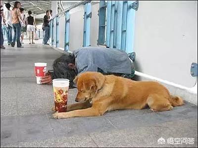 西施犬忠诚吗:狗狗会对主人绝对忠诚吗？