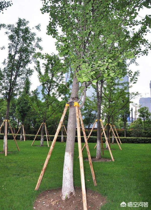 头条问答 - 树木定植后该怎样支撑?(2个回答)