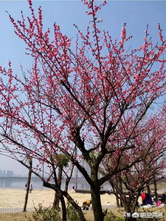 唐诗《春晓》在描写景物上的特点是什么？