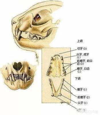 如何判断美国短毛猫的年龄:根据猫咪的身体部位如何判断猫咪的年龄？