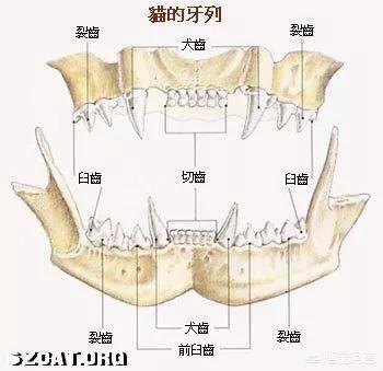 如何判断美国短毛猫的年龄:根据猫咪的身体部位如何判断猫咪的年龄？