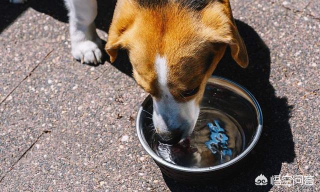 苏格兰牧羊犬图片:家有一只苏格兰牧羊犬，长期便秘该怎么治？